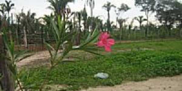 Serrado Piauiense em Demerval Lobo-Foto:celinha_panoramio@ho