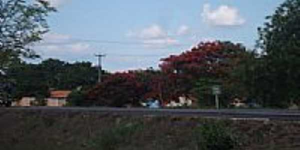 Flamboyant na beira da rodovia em Ipiranga do Piau-Foto:Eliel Damasceno