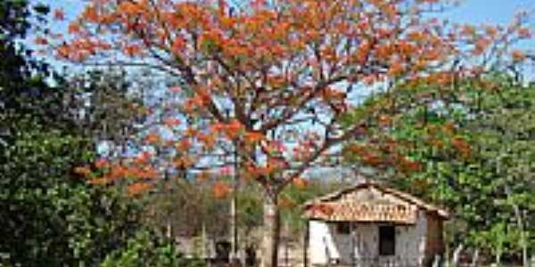 Zona rural em Olho Dgua do Piau-PI-Foto:Edilson Morais Brito