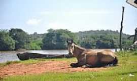 Uruu - Bela imagem do cavalo e o Rio Parnaba em Uruu-PI-Foto:guilhermefloriani
