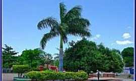 Uruu - Palmeira Imperial no canteiro central-Foto:Agamenon Pedrosa