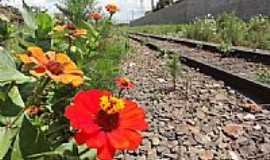 Arapongas - Flores na linha do trem em Arapongas-Foto:Paulo Yuji Takarada