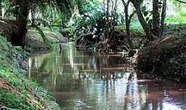 Araucria - Horto Florestal 