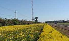 Aricanduva - Flores  beira da Rodovia-Foto:Aroldo Luders 