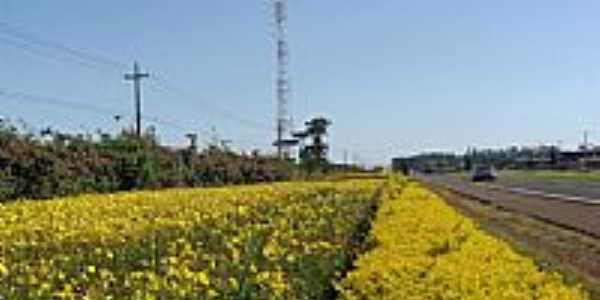 Flores  beira da Rodovia-Foto:Aroldo Luders 