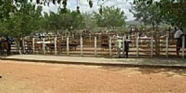 Feira de compra e venda de bois-Foto:Sergio Falcetti