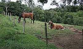 Campo Magro - Gado