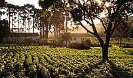 Campo Magro - Horta Kruger
