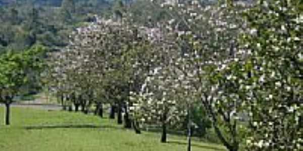 rvores na beira da estrada de Caramur-Foto:jos carlos farina