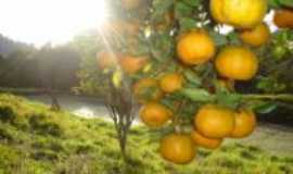 Cerro Azul - fruta tipica da regio, Por matilde barbiot