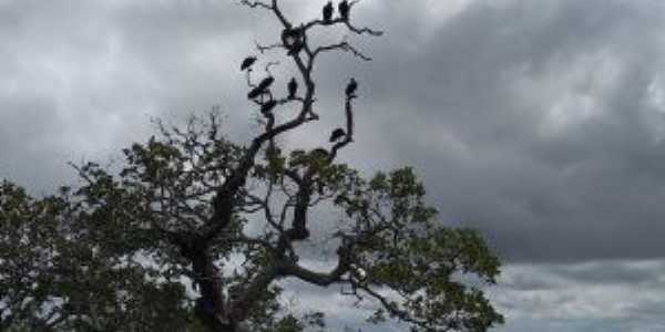 Rio Paraguaçu - Por José Tavares de Lira
