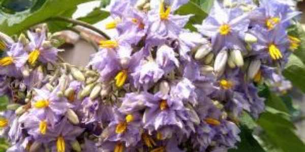 Flora de Geolndia.  Exuberante tufo de flores silvestres de jurubeba., Por Jos Tavares de Lira