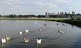 Curitiba - Curitiba-PR-Patos no Lago do Parque Barigu-Foto:Paulo Yuji Takarada