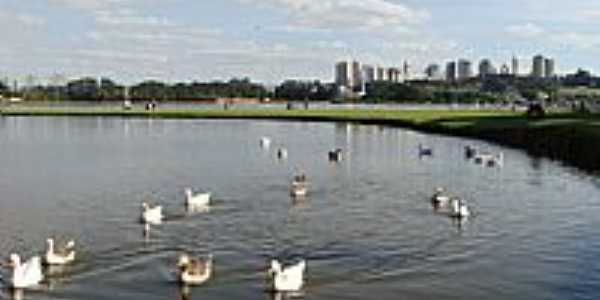 Curitiba-PR-Patos no Lago do Parque Barigu-Foto:Paulo Yuji Takarada