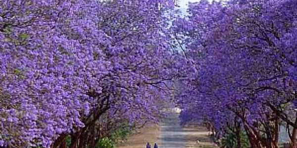 Imagens da cidade de Fnix - PR