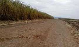 Iguatemi - Cana na beira da estrada de Iguatemi-Foto:blogdogiesbrecht.