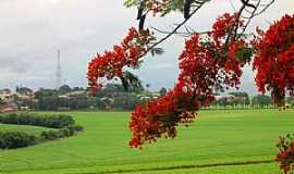 Itamb - Itamb-PR-Flamboyant e a cidade-Foto:Gal Gomes 