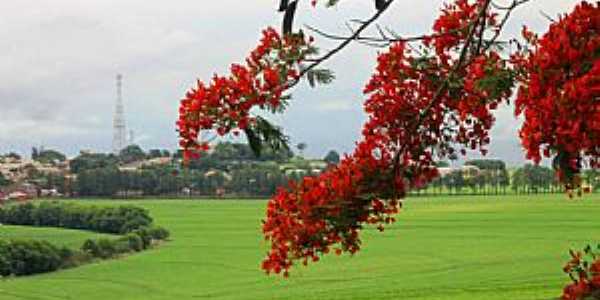 Itamb-PR-Flamboyant e a cidade-Foto:Gal Gomes 