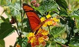 Jardim Alegre - Borboleta no jardim por alu1510