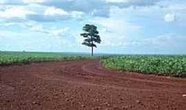 Malu - rvore solitria nos campos de soja em Malu-Foto:Joo Carlos Benetton