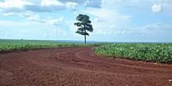 rvore solitria nos campos de soja em Malu-Foto:Joo Carlos Benetton