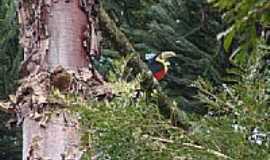 Mangueirinha - Tucano em um galho de Araucria em Mangueirinha-PR-Foto:jonastel