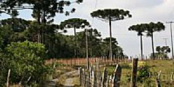 Araucrias na estrada de Mariental-Foto:Reni Santos