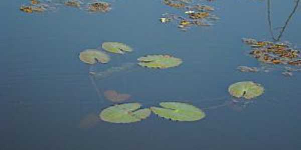 Marilena-PR-Planta Aqutica-Foto:lindo42
