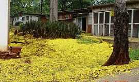 Maring - Maring-PR-Flores do Guaburuvu na Universidade Estadual-Foto:Carlos Sica