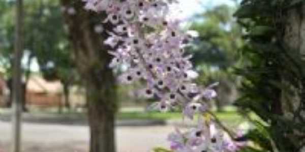 Orquideas - Marip, Por Edison Caetano