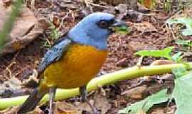 Mato Rico - Birdwatching em Mato Rico-PR-Foto:Dimas"Matungo"