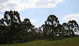 Natingui - Antiga Fazenda Pinhalzinho-Foto:pedlowma 