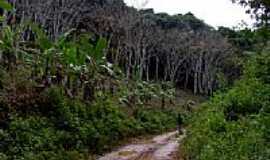 Igrapina - Trilha do Seringal na Reserva Ecolgica Michelim em Igrapina-BA-Foto:Caio Graco Machado