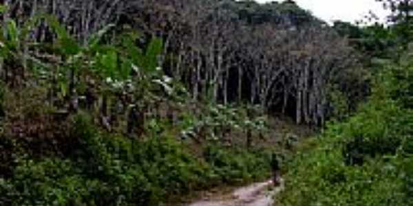 Trilha do Seringal na Reserva Ecolgica Michelim em Igrapina-BA-Foto:Caio Graco Machado