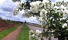 Sabudia - Flores na Rodovia em Sabudia-Foto:leandro renato ferre