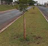 Imagens da cidade de Santa Isabel do Iva - PR