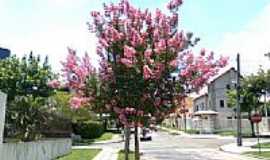 Santa Quitria - rvore florida na avenida-Foto:REGINALDO LEVINSKI