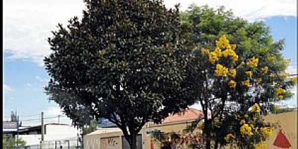 Santa Quitéria-PR-Flores na Avenida-Foto:Reginaldo Levinski