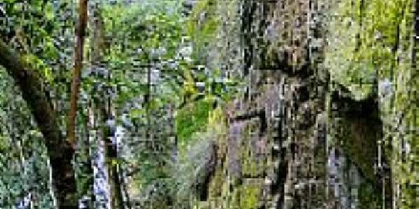 Paredo na trilha para Cachoeira da Ona no Distrito de So Roque-Foto:Ricardo Mercadante