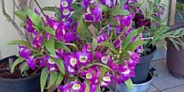 Orquidea-Foto:grbortolato 