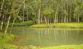 Tunas do Paran - Parque Estadual de Campinhos. 

  
