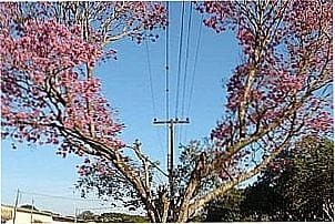 Imagens da localidade de Tupinamb� Distrito de Astorga - PR