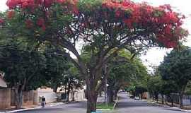 Umuarama - Umuarama-PR-Flamboyant na Av.Rio de Janeiro-Foto:Udson Pinho