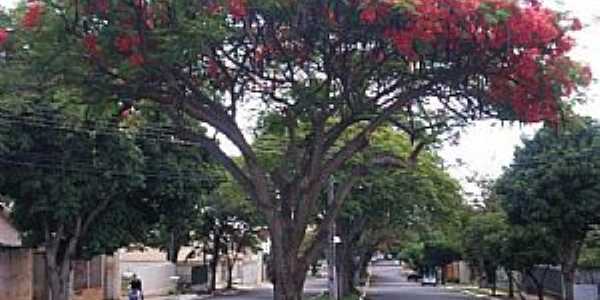 Umuarama-PR-Flamboyant na Av.Rio de Janeiro-Foto:Udson Pinho