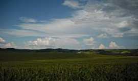 Vista Alegre - Plantao de Milho dentro da Cratera-Foto:Wagner Munaretto 
