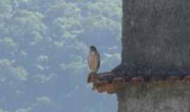 Cachoeiras de Macacu - Gavio-Carij no Centro da cidade, Por Lizardo Pereira da Silva