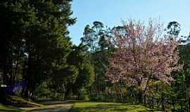 Campo do Coelho - Imagens do distrito de Campo do Coelho, municpio de Nova Friburgo/RJ