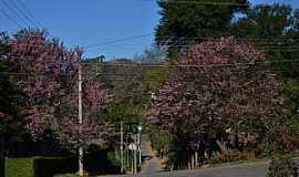 Campo do Coelho - Imagens do distrito de Campo do Coelho, municpio de Nova Friburgo/RJ