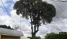 Colnia Leopoldina - Castanhola plantada por D.Pedro II em Colnia Leopoldina-Foto:Sergio Falcetti