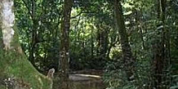 Parque Natural Municipal da Taquara em Duque de Caxias-Foto:Leonardo S. Oliveira